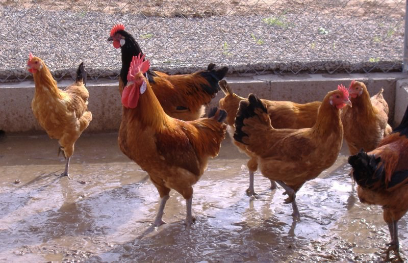 Granja_El_Ginebró (1).webp